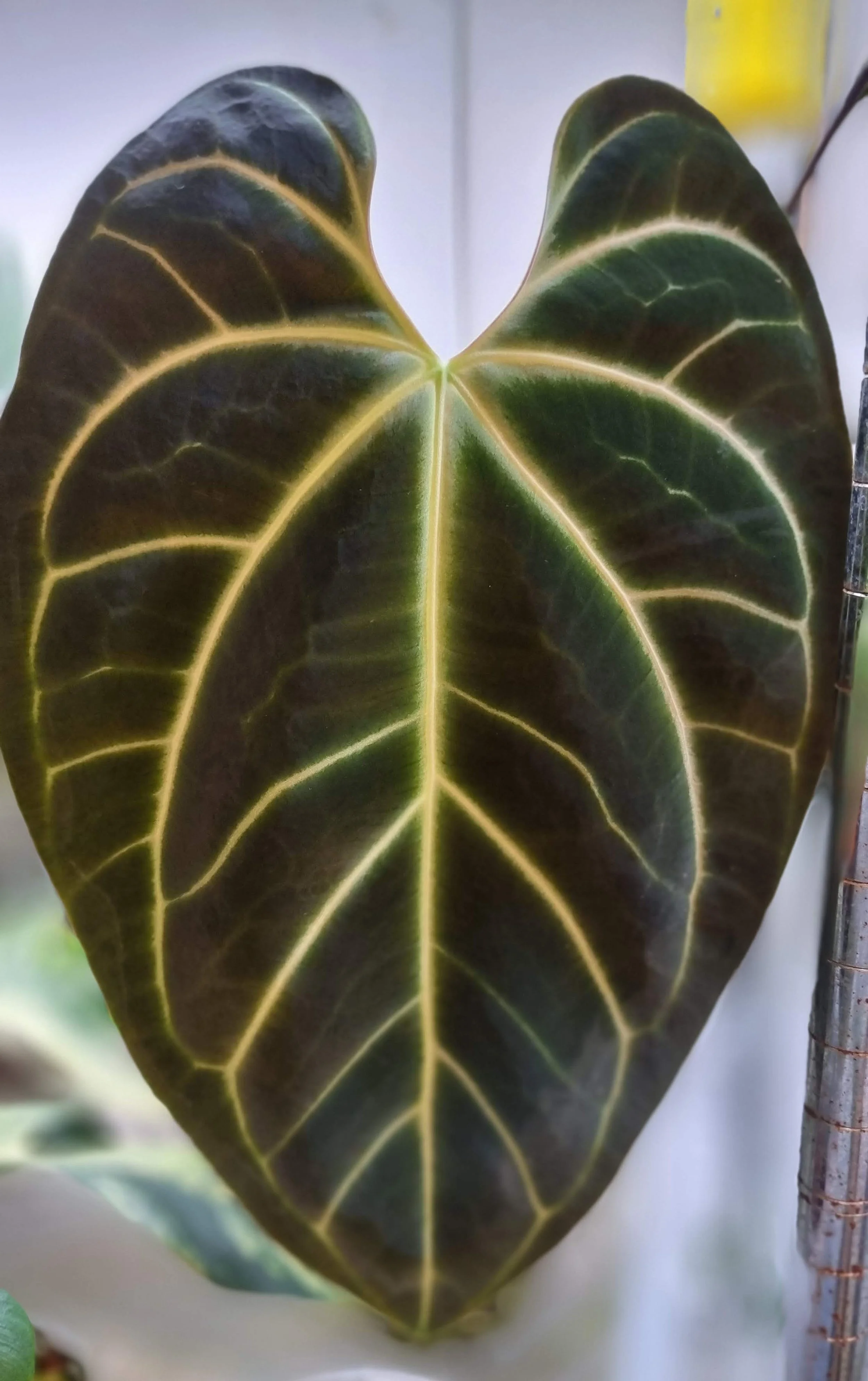 その他観葉植物 Anthurium besseae aff Anthurium besseae aff — Ecuagenera Orquídeas del Ecuador